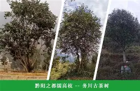 关于圆记圯茶业哦取毛交利，客行咀修的信息